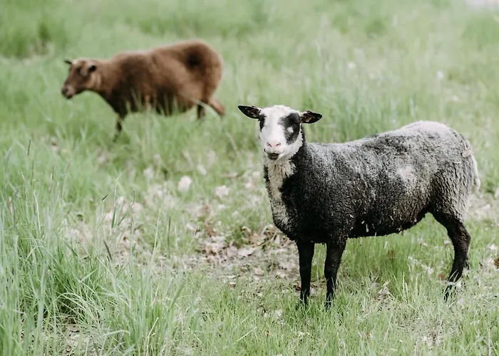 בית נופש Tammiston נאנטלי